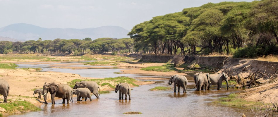 ruaha national park