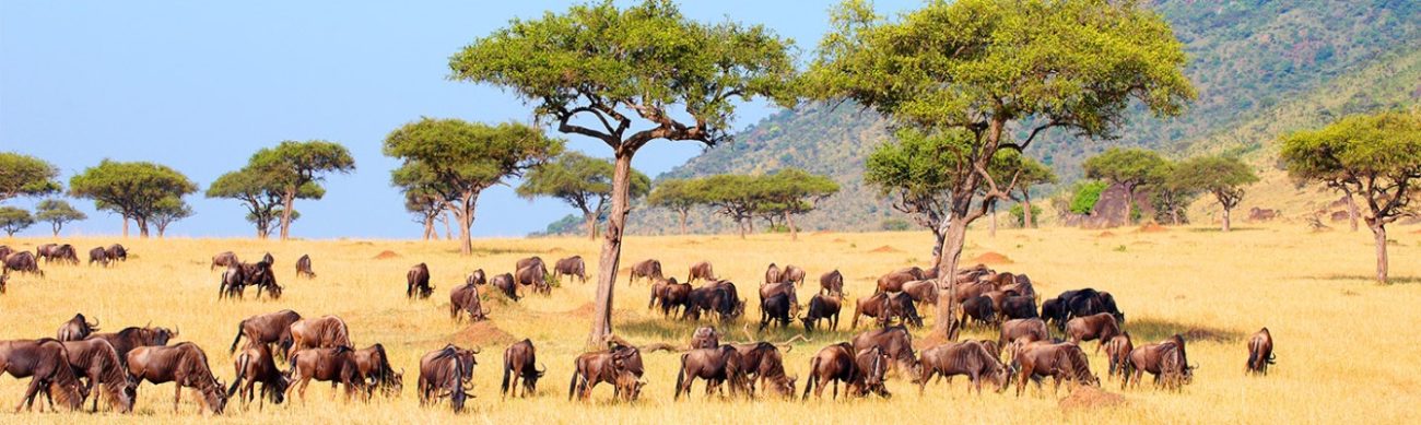 African Safari Tours