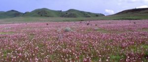 kitulo national park