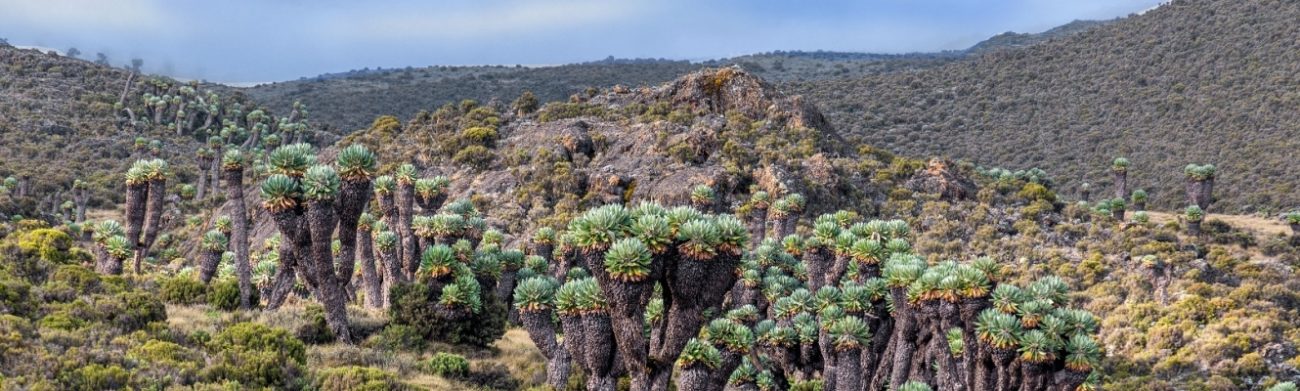 8 Day Kilimanjaro Lemosho Route