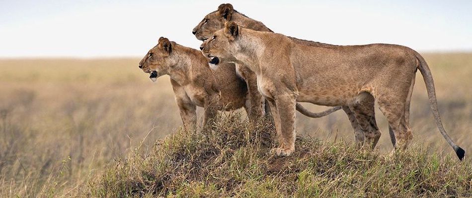 Serengeti National Park | The resident population of big five animals