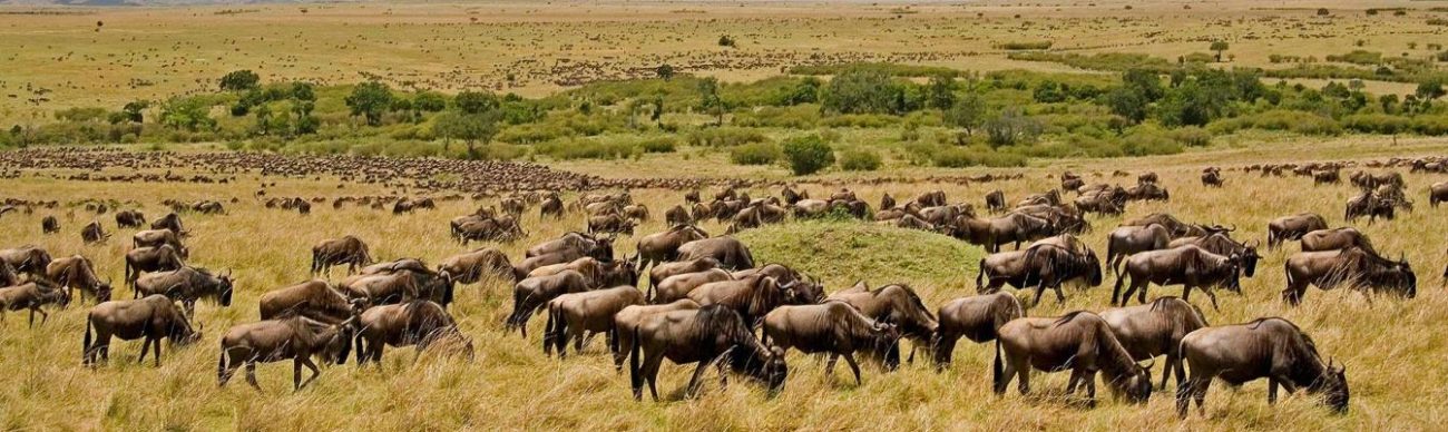 16 Day Wildebeest Migration
