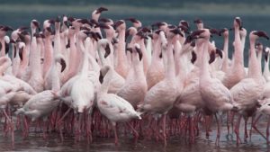 lake natron