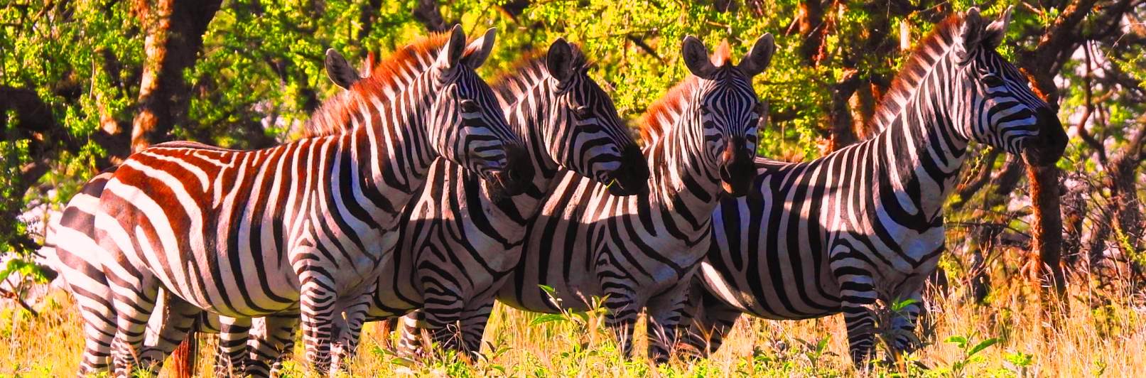 Tanzania Safari Itineraries