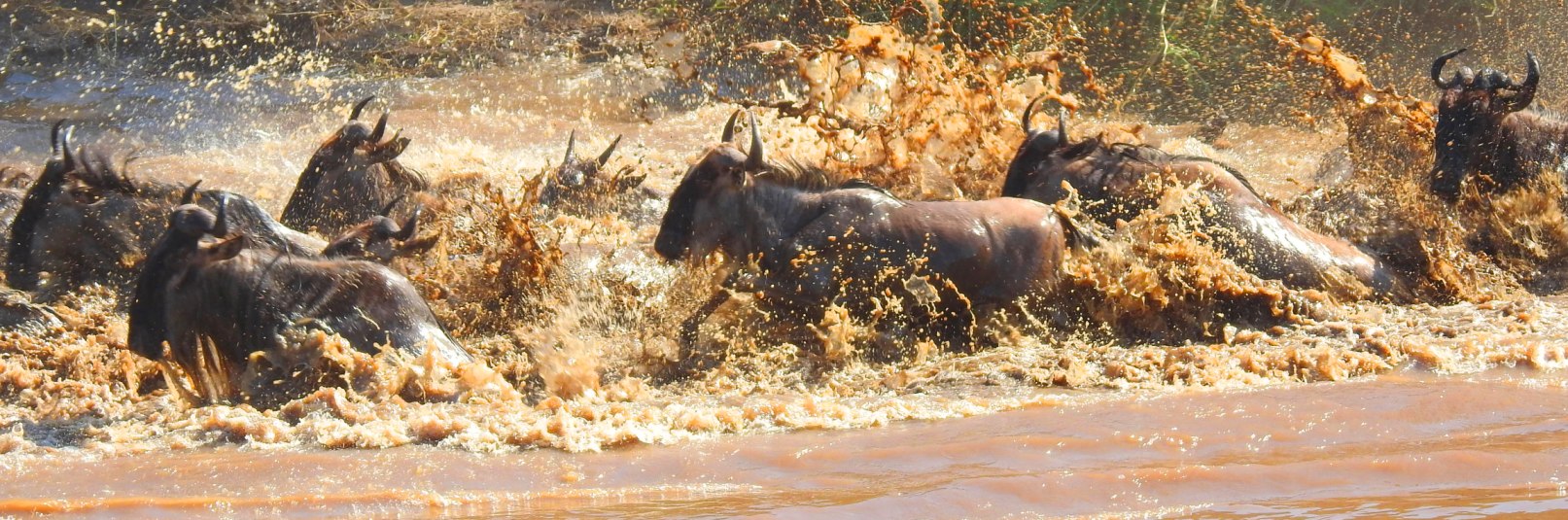 Wildebeest Migration