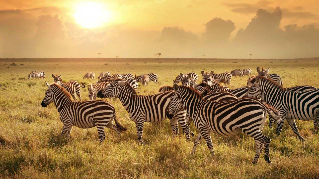 4 DAYS NORTHERN SAFARI