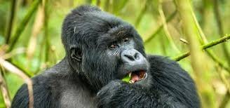 4DAYS GORILLAS AND LAKE MBURO NATIONAL PARK