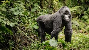 5DAYS UGANDA SAFARI