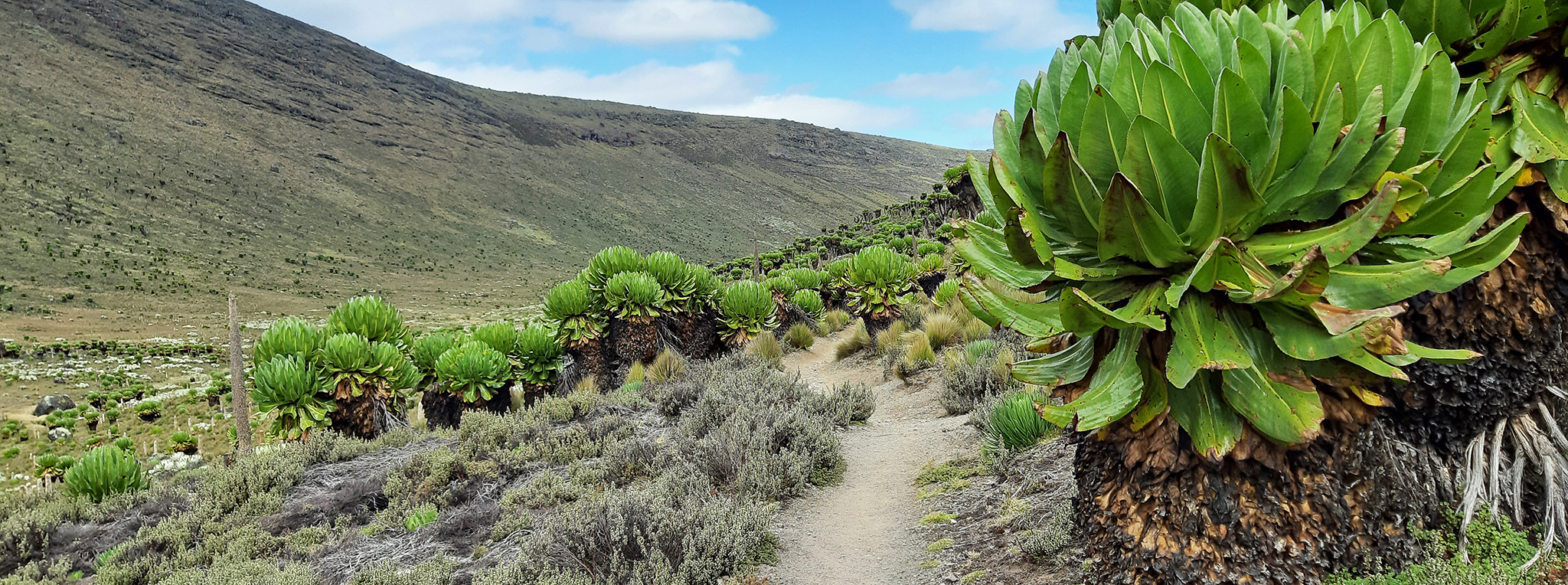4 Days Express Mt. Kenya Traverse Climb {Sirimon- Chogoria}